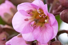 Bergenia cordifolia 'Flirt'®