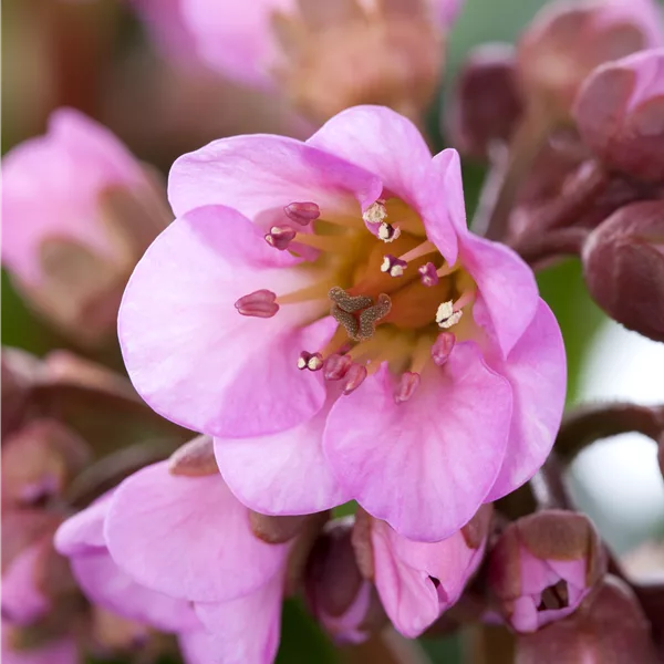 Bergenia cordifolia 'Flirt'®