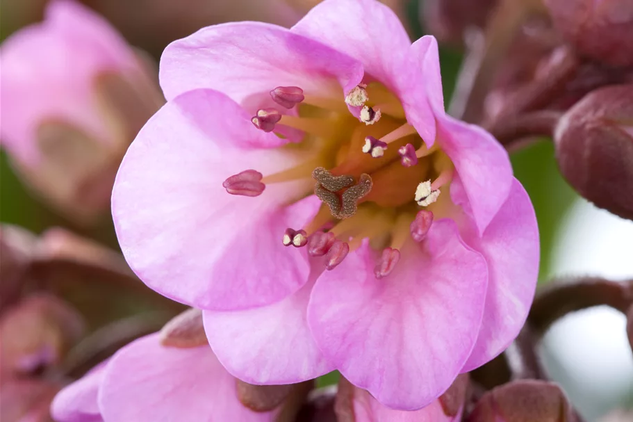 Bergenia cordifolia 'Flirt'®
