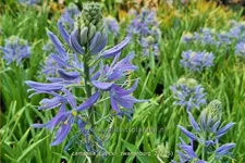 Camassia cusickii 'Zwanenburg' (pot 11 cm)
