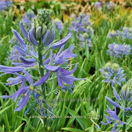 Camassia cusickii 'Zwanenburg' (pot 11 cm)