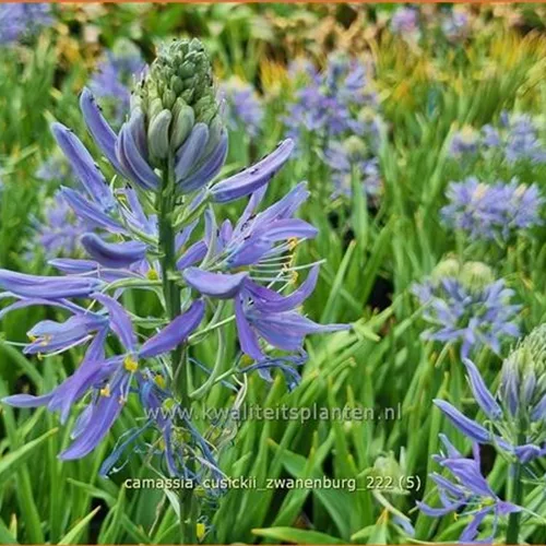 Camassia cusickii 'Zwanenburg' (pot 11 cm)