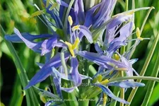 Camassia cusickii 'Zwanenburg' (pot 11 cm)