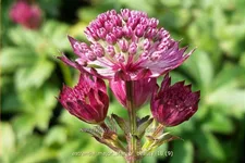 Astrantia major 'Star of Beauty'®