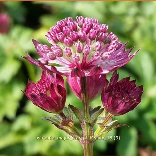 Astrantia major 'Star of Beauty'®