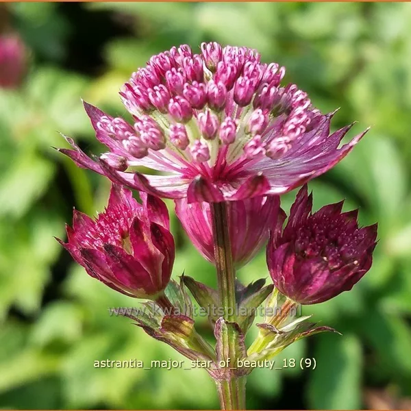 Astrantia major 'Star of Beauty'®