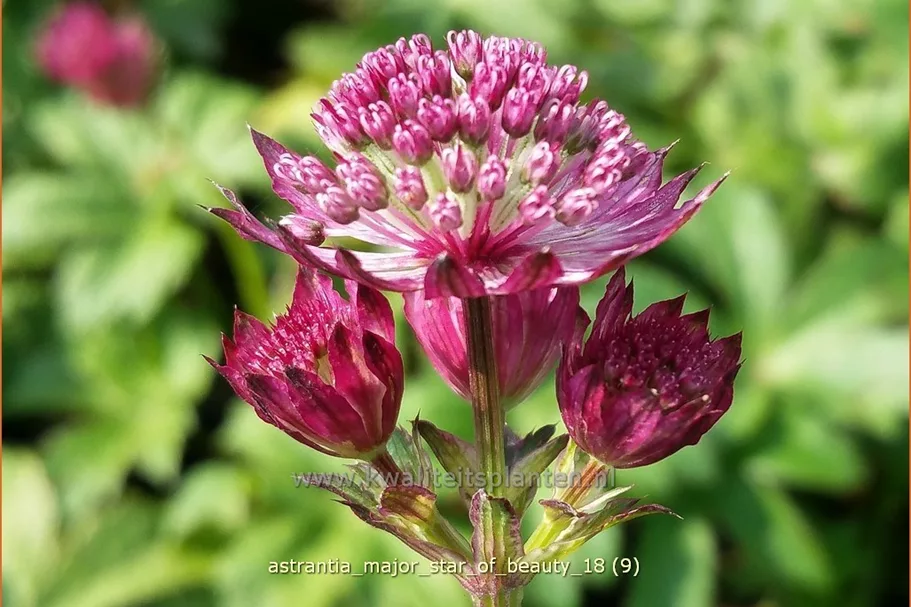 Astrantia major 'Star of Beauty'®