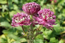 Astrantia major 'Star of Beauty'®