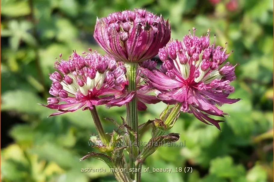 Astrantia major 'Star of Beauty'®