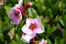 Bergenia cordifolia 'Harzkristall'