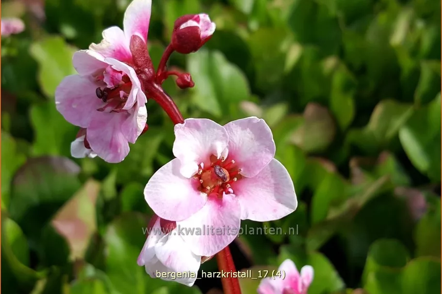 Bergenia cordifolia 'Harzkristall'