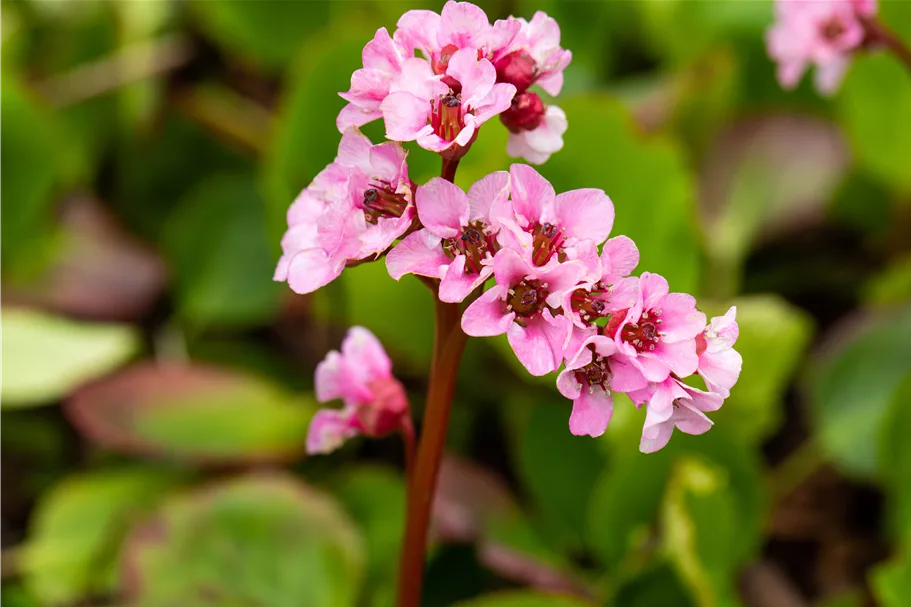 Bergenia cordifolia 'Harzkristall'