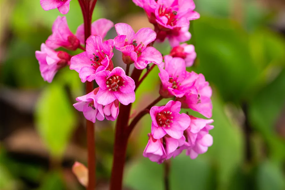 Bergenia cordifolia 'Harzkristall'