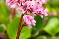 Bergenia cordifolia 'Harzkristall'