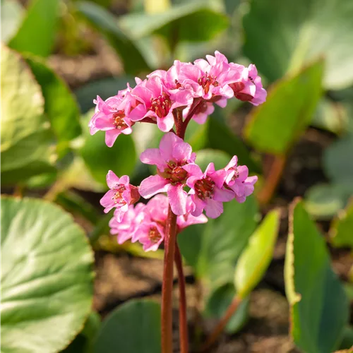 Bergenia cordifolia 'Pink Dragonfly'