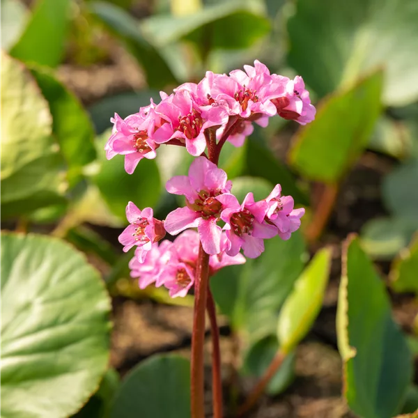 Bergenia cordifolia 'Pink Dragonfly'