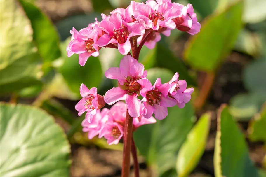 Bergenia cordifolia 'Pink Dragonfly'
