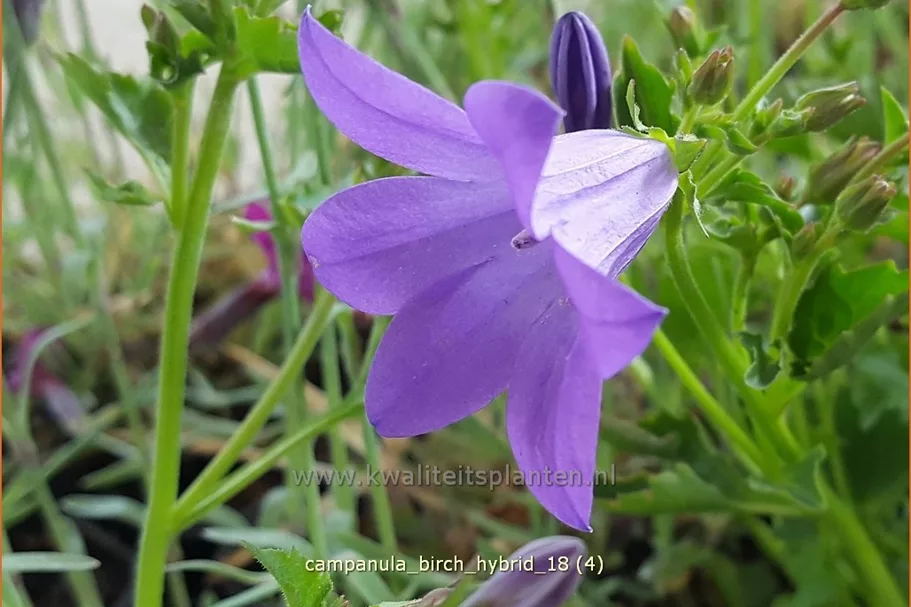 Campanula portenschlagiana 'Birch Hybrid'