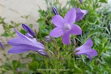 Campanula portenschlagiana 'Birch Hybrid'