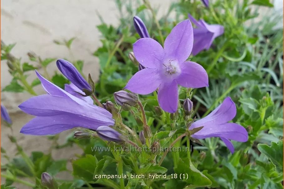 Campanula portenschlagiana 'Birch Hybrid'