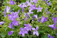Campanula portenschlagiana 'Birch Hybrid'