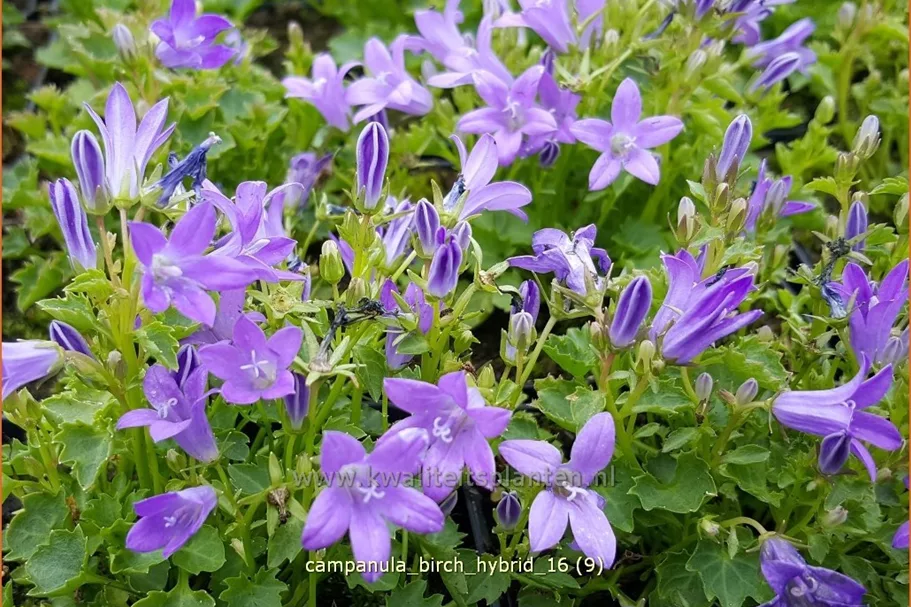 Campanula portenschlagiana 'Birch Hybrid'
