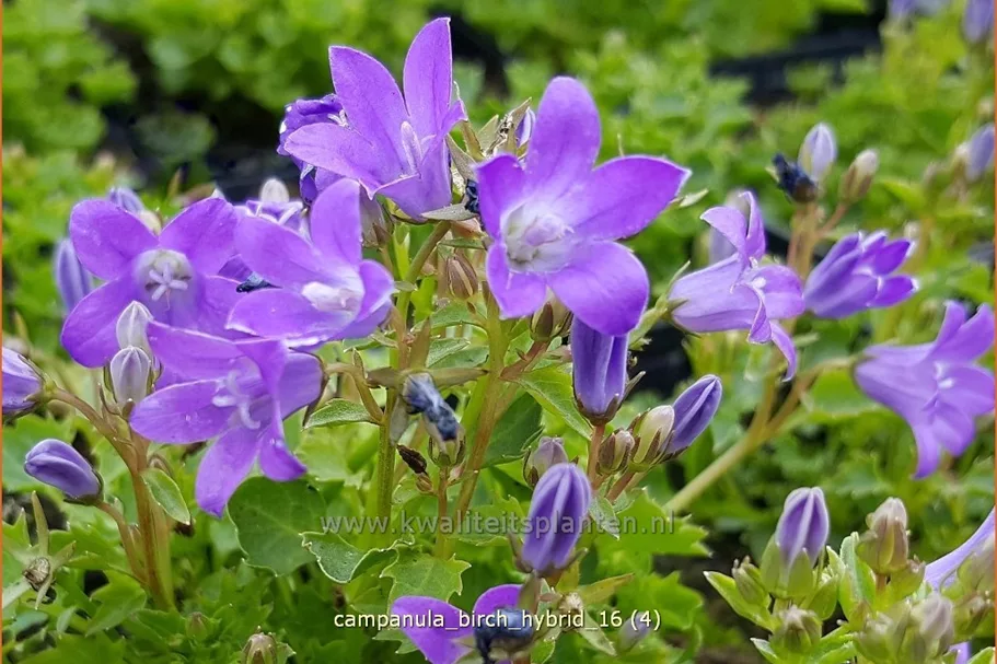 Campanula portenschlagiana 'Birch Hybrid'