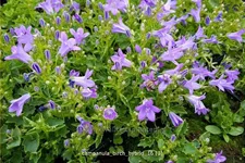 Campanula portenschlagiana 'Birch Hybrid'