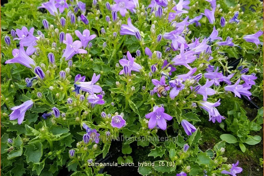 Campanula portenschlagiana 'Birch Hybrid'