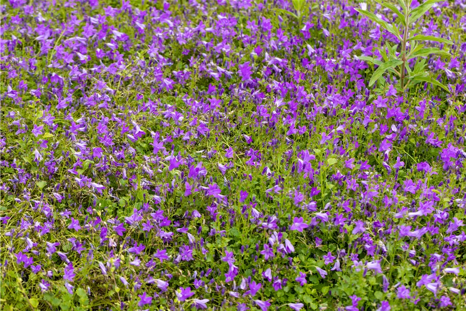 Campanula portenschlagiana 'Birch Hybrid'