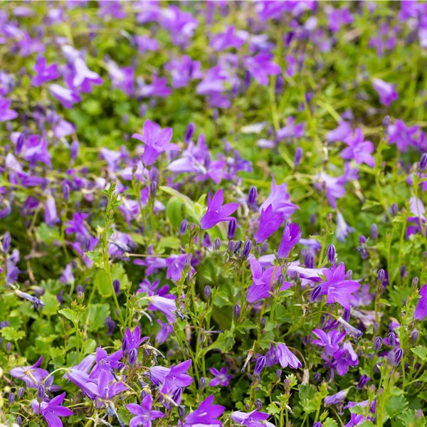 Campanula portenschlagiana 'Birch Hybrid'