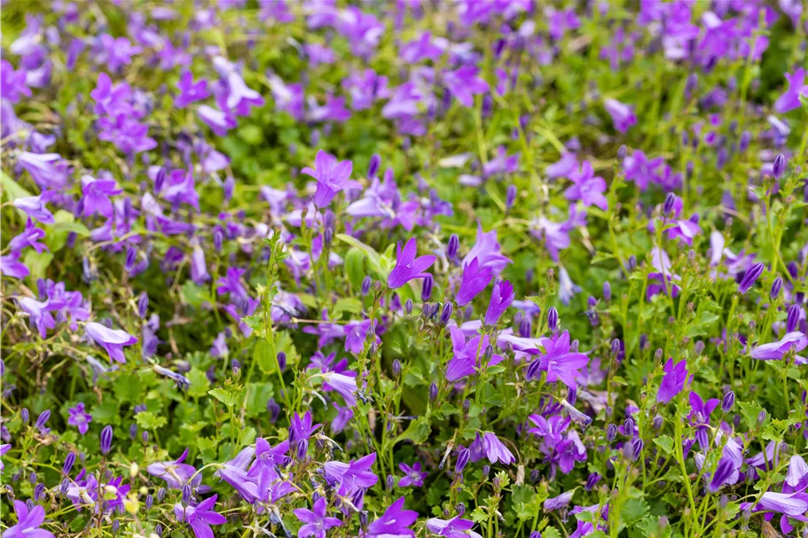 Campanula portenschlagiana 'Birch Hybrid'