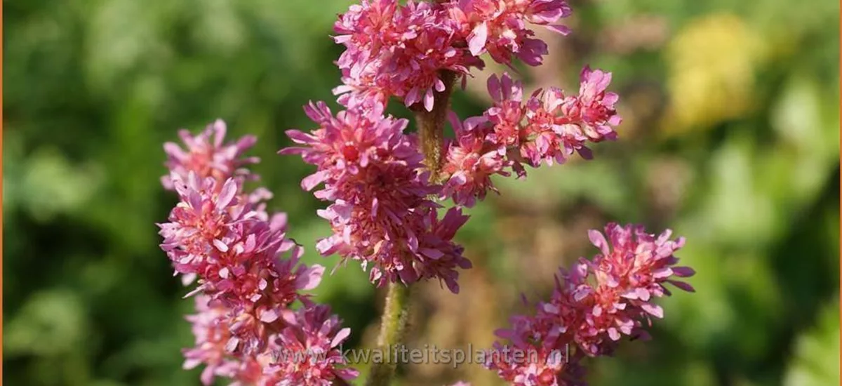 Astilbe chinensis 'Little Vision Pink'