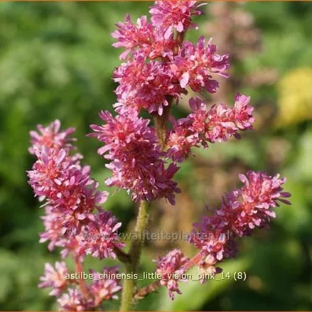 Astilbe chinensis 'Little Vision Pink'