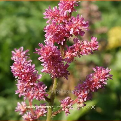 Astilbe chinensis 'Little Vision Pink'