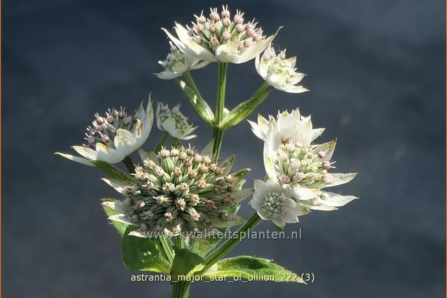 Astrantia major 'Star of Billion'®