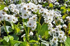 Bergenia 'Jelle'