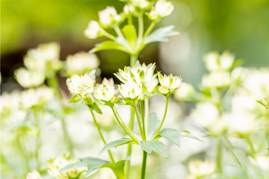 Astrantia major 'Star of Billion'®