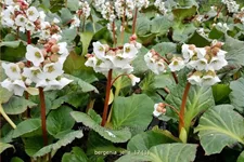 Bergenia 'Jelle'