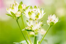 Astrantia major 'Star of Billion'®