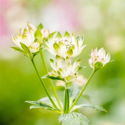 Astrantia major 'Star of Billion'®