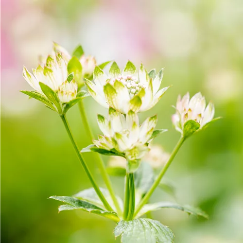 Astrantia major 'Star of Billion'®