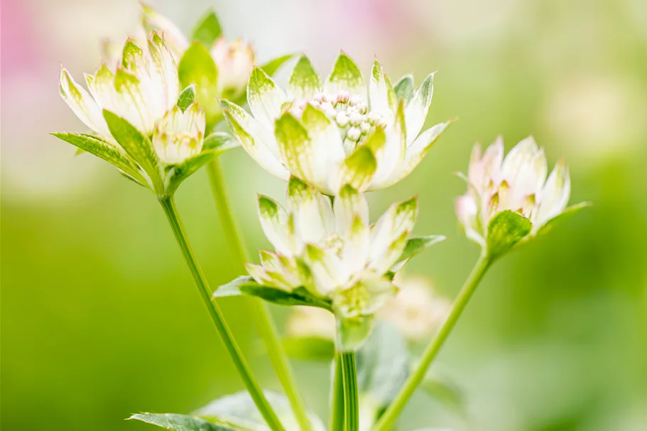 Astrantia major 'Star of Billion'®
