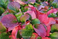 Bergenia 'Jelle'