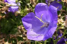Campanula carpatica 'Blaue Clips'