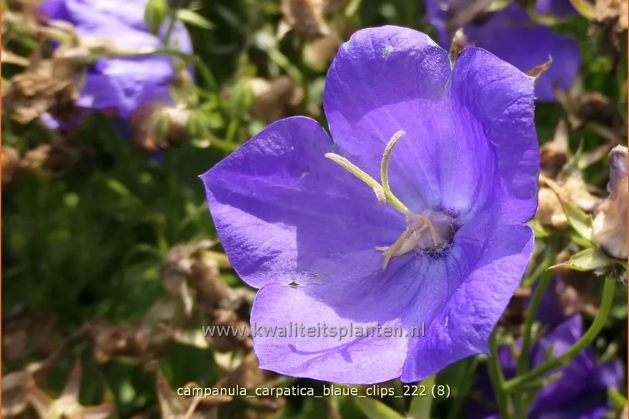 Campanula carpatica 'Blaue Clips'