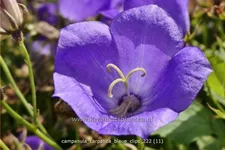 Campanula carpatica 'Blaue Clips'
