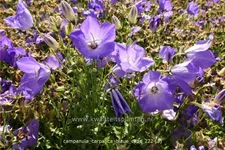 Campanula carpatica 'Blaue Clips'