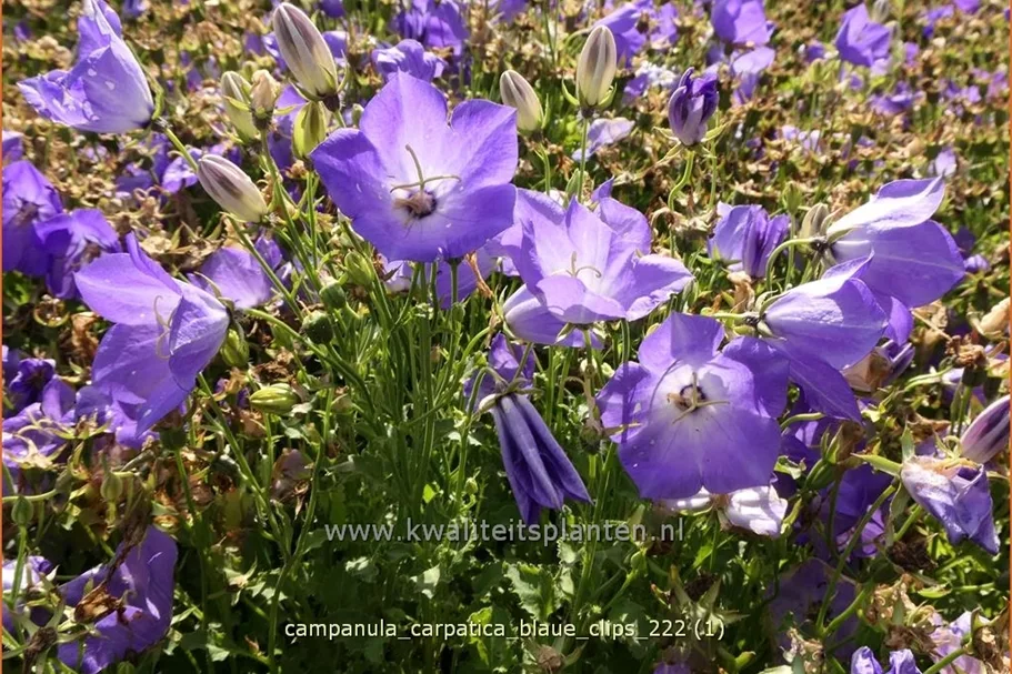 Campanula carpatica 'Blaue Clips'