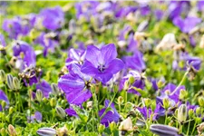 Campanula carpatica 'Blaue Clips'